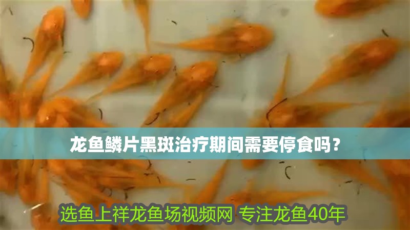 龍魚鱗片黑斑治療期間需要停食嗎？