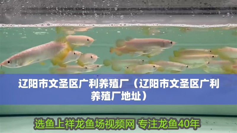 遼陽市<strong><mark>文圣</mark></strong>區廣利養殖廠（遼陽市<strong><mark>文圣</mark></strong>區廣利養殖廠地址）