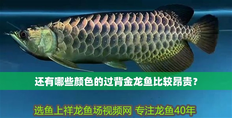 還有哪些顏色的過背金龍魚比較昂貴？