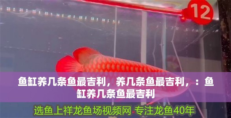 魚缸養幾條魚最<strong><mark>吉利</mark></strong>，養幾條魚最<strong><mark>吉利</mark></strong>，：魚缸養幾條魚最<strong><mark>吉利</mark></strong>