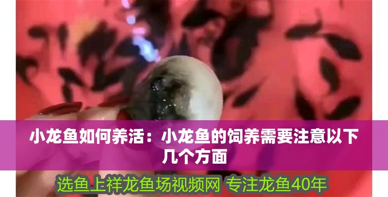 小龍魚如何養活：小龍魚的飼養需要注意以下幾個方面