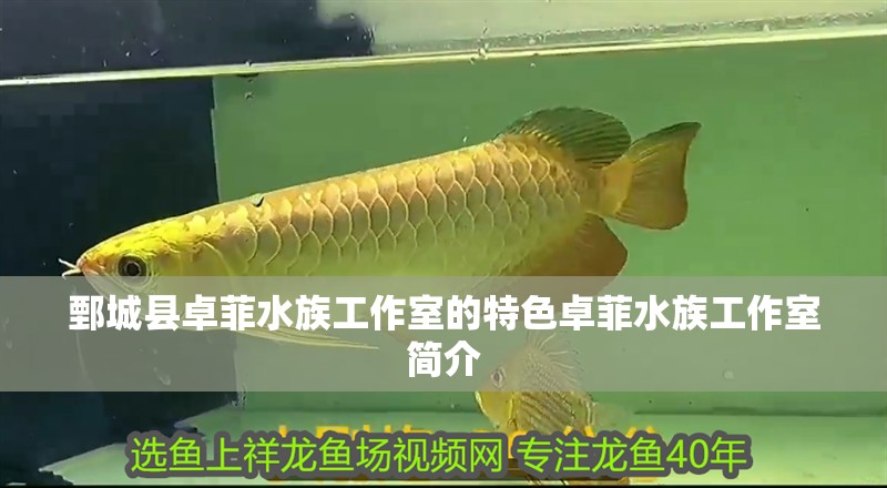 <strong><mark>鄄城</mark></strong>縣卓菲水族工作室的特色卓菲水族工作室簡介