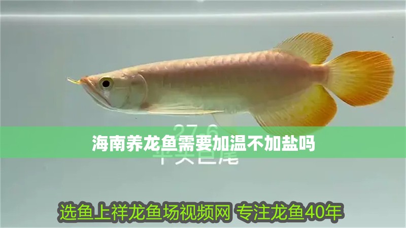 海南養龍魚需要加溫不加鹽嗎