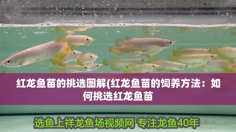 紅龍魚(yú)苗的挑選圖解(紅龍魚(yú)苗的飼養(yǎng)方法：如何挑選紅龍魚(yú)苗