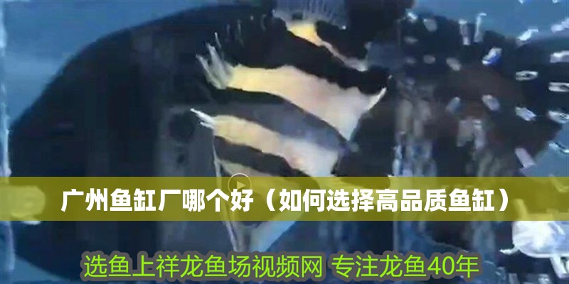 廣州魚缸廠哪個好（如何選擇高品質(zhì)魚缸） 廣州魚缸廠哪個好（如何選擇高品質(zhì)魚缸） 魚缸百科