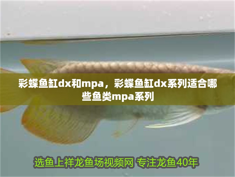 彩蝶魚缸dx和mpa，彩蝶魚缸dx系列適合哪些魚類mpa系列