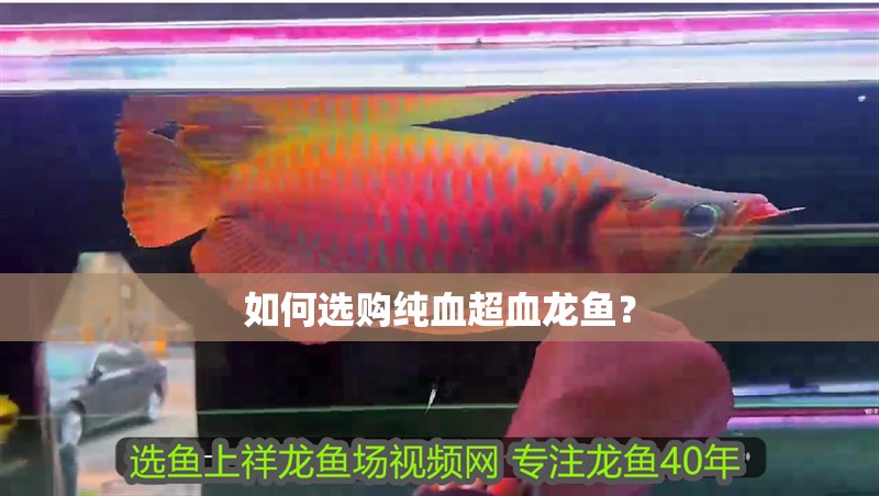 如何選購(gòu)純血超血龍魚(yú)？