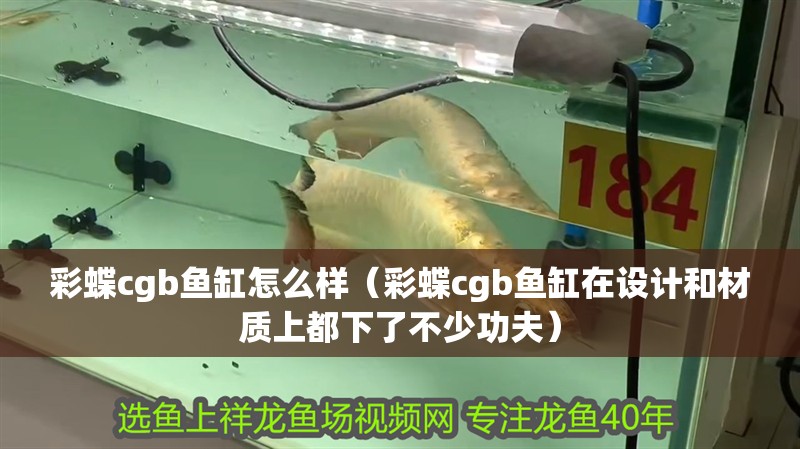 彩蝶cgb魚缸怎么樣（彩蝶cgb魚缸在設計和材質上都下了不少功夫）
