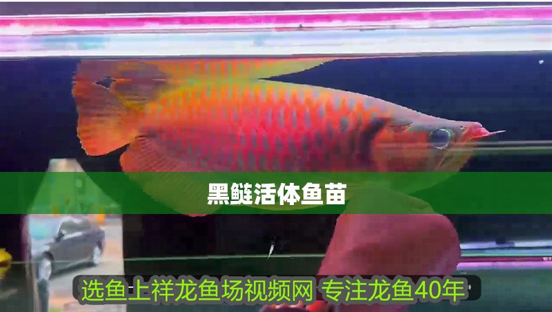 黑鰱活體魚苗
