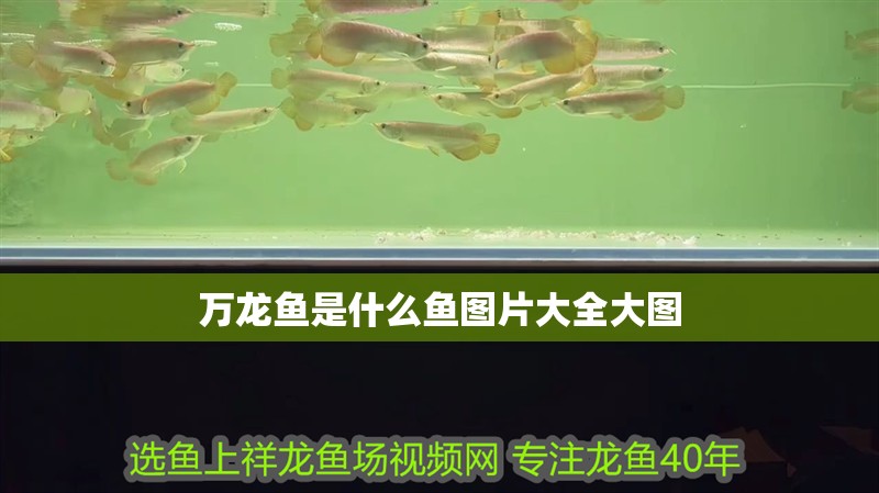 萬龍魚是什么魚圖片大全大圖