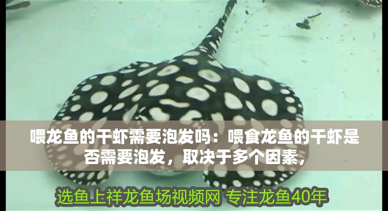 喂龍魚的干蝦需要泡發嗎：喂食龍魚的干蝦是否需要泡發，取決于多個因素，