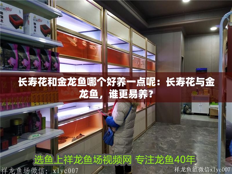 長壽花和金龍魚哪個好養(yǎng)一點呢：長壽花與金龍魚，誰更易養(yǎng)？
