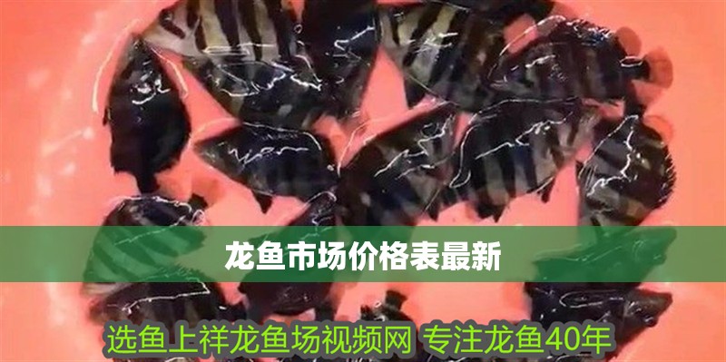 龍魚市場價格表最新