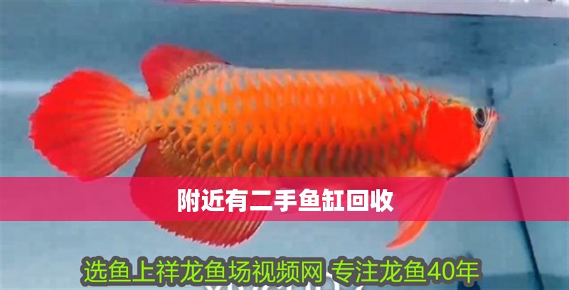 附近有二手魚缸回收 附近有二手魚缸回收 龍魚論壇