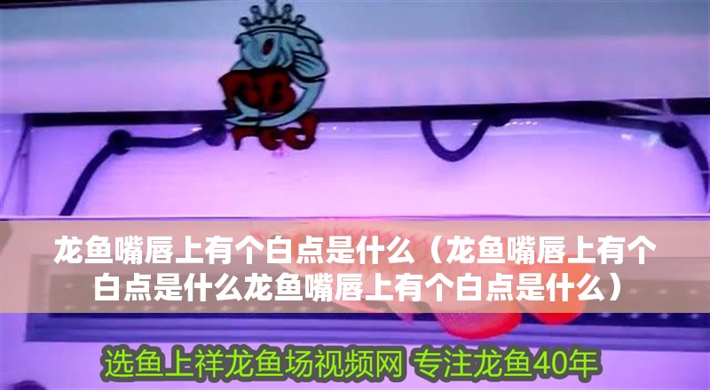 龍魚嘴唇上有個白點是什么（龍魚嘴唇上有個白點是什么龍魚嘴唇上有個白點是什么）