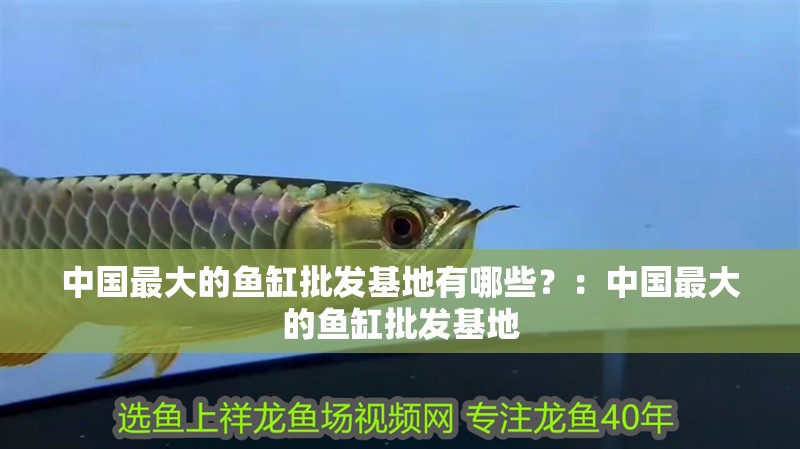 中國最大的魚缸批發基地有哪些？：中國最大的魚缸批發基地