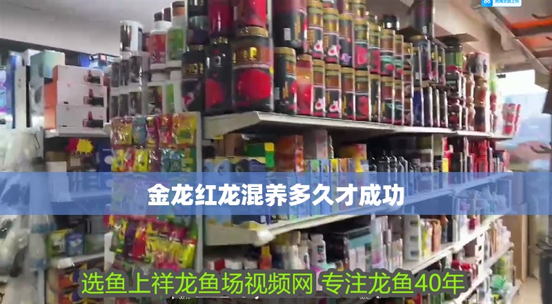 金龍紅龍混養(yǎng)多久才成功