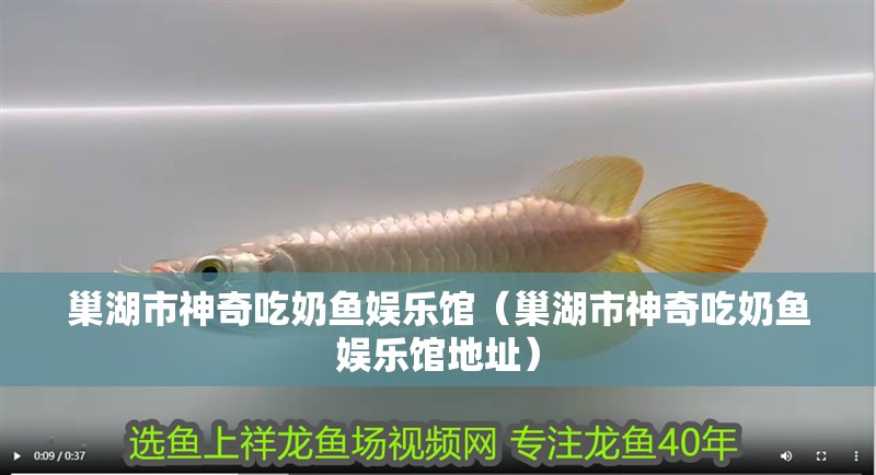 <strong><mark>巢湖</mark></strong>市神奇吃奶魚娛樂館（<strong><mark>巢湖</mark></strong>市神奇吃奶魚娛樂館地址）