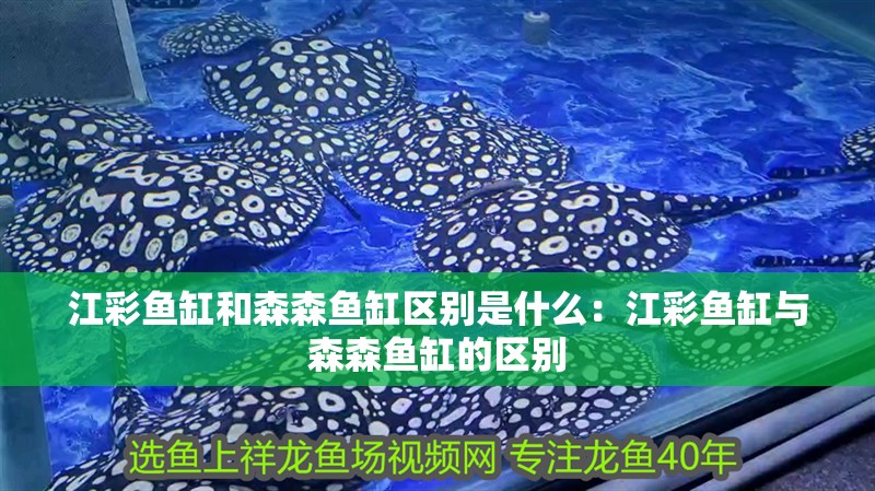江彩魚缸和森森魚缸區別是什么：江彩魚缸與森森魚缸的區別