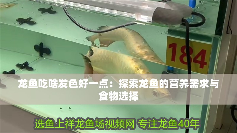 龍魚吃啥發色好一點：探索龍魚的營養需求與食物選擇