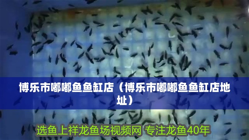 博樂市嘟嘟魚魚缸店（博樂市嘟嘟魚魚缸店地址）