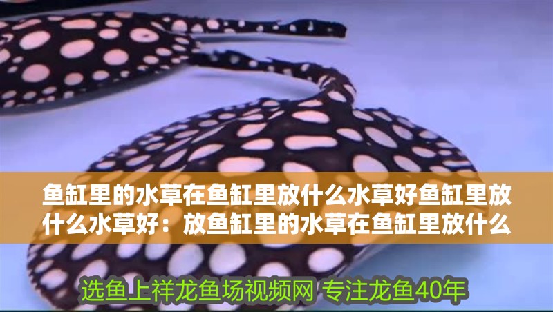 魚缸里的水草在魚缸里放什么水草好魚缸里放什么水草好：放魚缸里的水草在魚缸里放什么水草好魚缸里放什么水草好