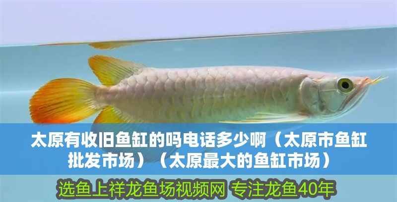 太原有收舊魚缸的嗎電話多少?。ㄌ恤~缸批發(fā)市場）（太原最大的魚缸市場） 太原有收舊魚缸的嗎電話多少?。ㄌ恤~缸批發(fā)市場）（太原最大的魚缸市場） 魚缸百科