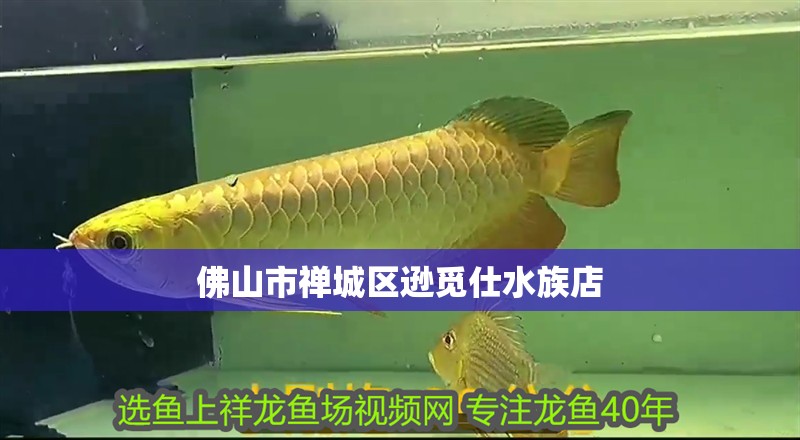 佛山市禪城區遜覓仕水族店
