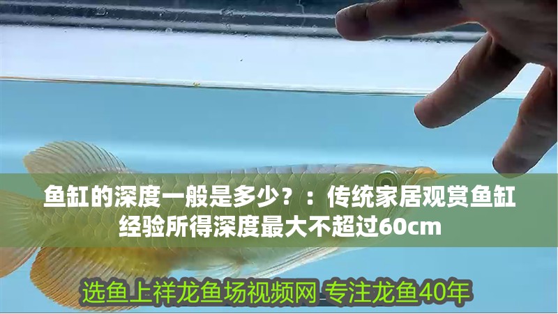 魚缸的深度一般是多少？：傳統家居觀賞魚缸經驗所得深度最大不超過60cm