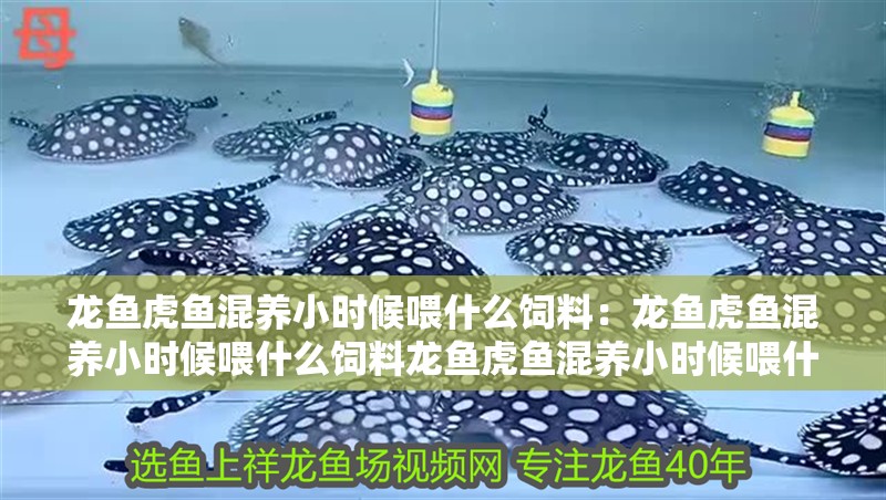 龍魚虎魚混養(yǎng)小時(shí)候喂什么飼料：龍魚虎魚混養(yǎng)小時(shí)候喂什么飼料龍魚虎魚混養(yǎng)小時(shí)候喂什么飼料