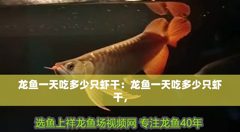 龍魚一天吃多少只蝦干：龍魚一天吃多少只蝦干，