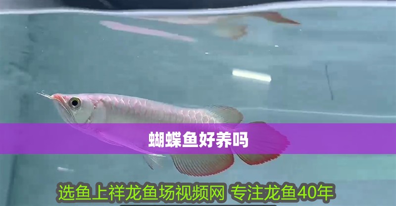 蝴蝶魚好養(yǎng)嗎