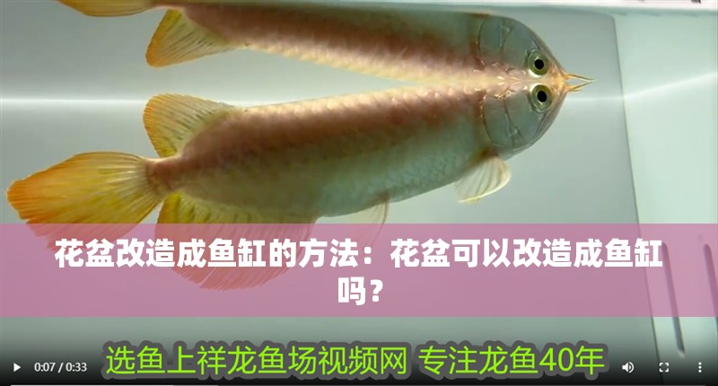 鸚鵡魚和銀龍魚混養怎樣喂食 花盆改造成魚缸的方法:花盆可以改造成魚缸嗎? 魚缸百科 花盆改造成魚缸的方法:花盆可以改造成魚缸嗎? 花盆改造成魚缸的方法:花盆可以改造成魚缸嗎? 魚缸百科