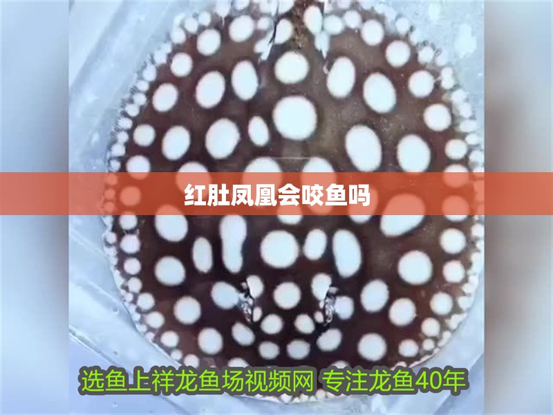 紅肚鳳凰會咬魚嗎