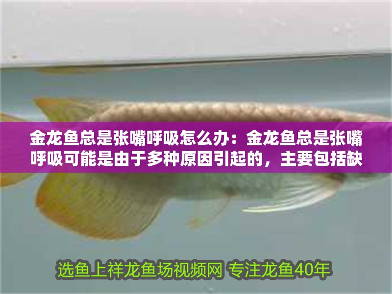 金龍魚總是張嘴呼吸怎么辦：金龍魚總是張嘴呼吸可能是由于多種原因引起的，主要包括缺氧和水質污染