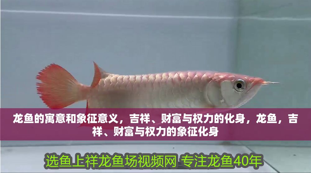 龍魚的寓意和象征意義，吉祥、財富與權力的化身，龍魚，吉祥、財富與權力的象征化身