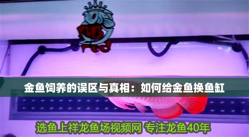 金魚飼養(yǎng)的誤區(qū)與真相：如何給金魚換魚缸
