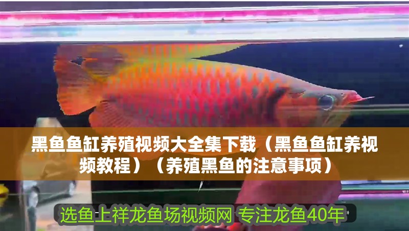 黑魚魚缸養殖視頻大全集下載（黑魚魚缸養視頻教程）（養殖黑魚的注意事項）