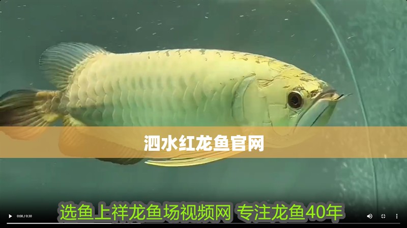 泗水紅龍魚官網