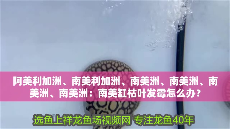 阿美利加洲、南美利加洲、南美洲、南美洲、南美洲、南美洲：南美缸枯葉發(fā)霉怎么辦？