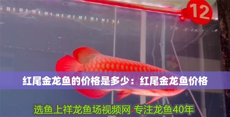 紅尾金龍魚的價(jià)格是多少：紅尾金龍魚價(jià)格