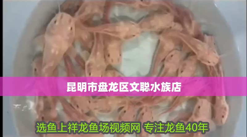 昆明市盤龍區文聰水族店