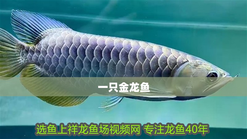 一只金龍魚