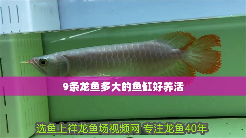 9條龍魚多大的魚缸好養(yǎng)活