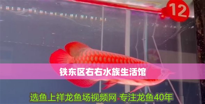鐵東區右右水族生活館