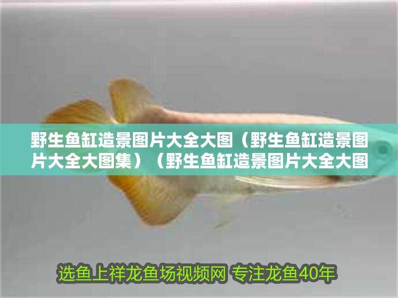 印尼虎魚多少溫度飼養最好:印尼虎魚多少溫度飼養最好印尼虎魚多少溫度飼養最好 野生魚缸造景圖片大全大圖(野生魚缸造景圖片大全大圖集)(野生魚缸造景圖片大全大圖片大全大圖) 魚缸百科 野生魚缸造景圖片大全大圖(野生魚缸造景圖片大全大圖集)(野生魚缸造景圖片大全大圖片大全大圖) 野生魚缸造景圖片大全大圖(野生魚缸造景圖片大全大圖集)(野生魚缸造景圖片大全大圖片大全大圖) 魚缸百科
