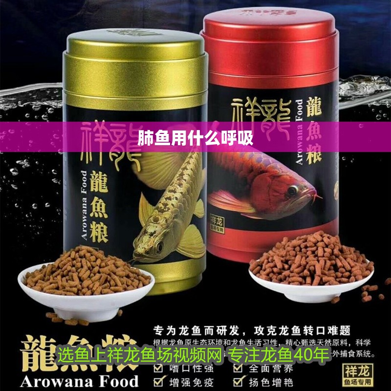 肺魚用什么呼吸