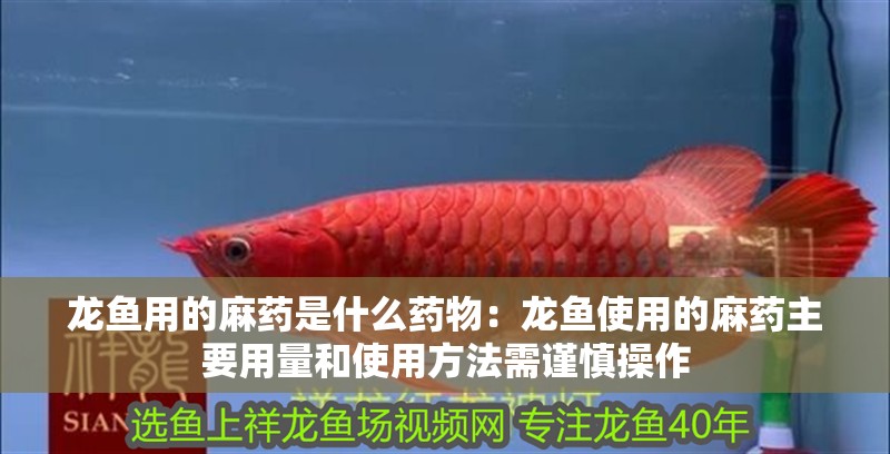 龍魚用的麻藥是什么藥物：龍魚使用的麻藥主要用量和使用方法需謹慎操作