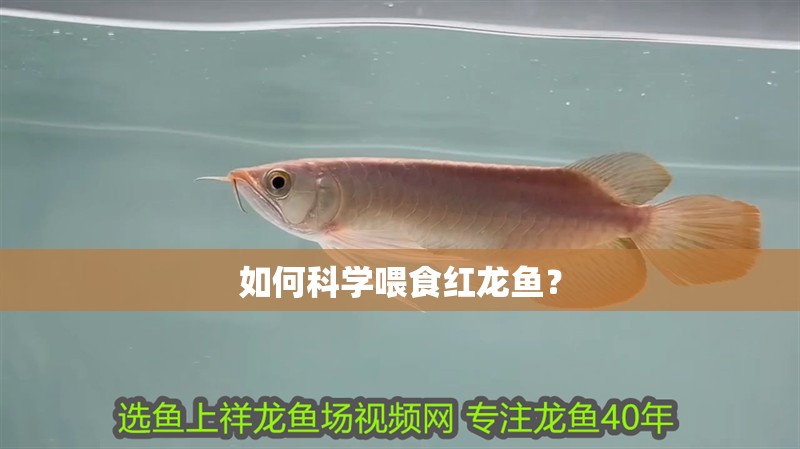 如何科學喂食紅龍魚？