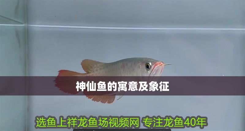 神仙魚的寓意及象征